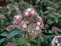 Preview: Blüte von Viburnum tinus im knospigen Zustand