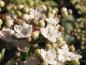 Preview: Die kleinen, weißen Blüten des Lorbeer-Schneeballs