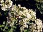 Preview: Früh im Jahr ziert der Viburnum tinus den Garten mit seiner üppigen Blüten
