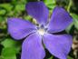 Preview: Tiefblaue Blüte des Großen Immergrüns