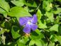 Preview: Blauviolette Blüte - Großes Immergrün