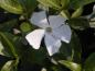 Preview: Weißblühendes Immergrün - weiße Blüte