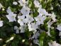 Preview: Weiße Blüten der Vinca minor Alba
