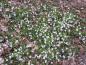 Preview: Weißblühendes Immergrün als Unterpflanzung im Kronenbereich einer Eiche.