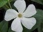 Preview: Weiße Blüte des weißblühenden Immergrüns