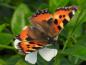 Preview: Weißblühendes Immergrün - auch bei Schmetterlingen beliebt