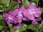 Preview: Violettblühendes Immergrün - rotlila Blüten im Mai