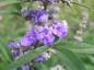 Preview: Mönchspfeffer: lila Blüten