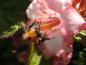 Preview: Weigela Carnaval - beliebt bei Hummeln und Bienen