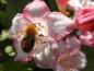 Preview: Als Sommerblüher auch bei Insekten beliebt - Weigela Carnaval