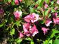 Preview: Rosablühende Weigelie Minuet in Blüte