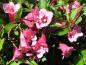 Preview: Rosa Blüten von Weigela Minuet