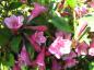 Preview: Rosarote Blüten bei Weigela Minuet