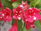 Preview: Weigelie Red Prince - leuchtend rote Blüten