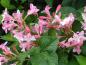 Preview: Die rosablühende Weigela florida in Blüte