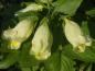 Preview: Blüten bei Weigela middendorffiana