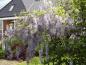 Preview: Wisteria floribunda Macrobotrys in Blüte