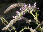 Preview: Reicher Blütenansatz - Pracht-Blauregen Macrobotrys