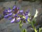 Preview: Im Mai erblühen die blauvioletten Blüten des Pracht-Blauregens Macrobotrys