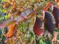 Preview: Facettenreiches Laub im Herbst: Zelkova serrata