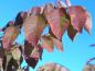 Preview: Herbstfärbung bei Zelkova serrata