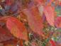 Preview: Bund gefärbte Herbstblätter der Zelkove
