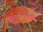 Preview: Zelkova serrata im Herbstlaub