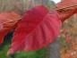 Preview: Herbstlaub von Zelkova serrata