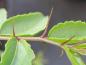 Preview: Jujube, Judendorn