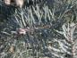 Preview: Abies concolor