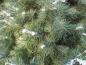 Preview: Abies concolor