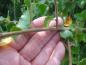 Preview: Typische weiche Behaarung bei Betula pubescens
