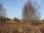 Preview: Durch die weiße Rinde ist die Betula pubescens im Winter von weitem zu erkennen.