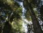 Preview: Die Kalifornische Weihrauchzeder wächst im Alter zu beeinduckenden Bäumen heran.