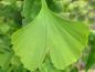 Preview: Blatt des Ginkgobaumes