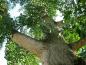 Preview: Ein hoher alter Ginkgo biloba im grünen Sommerlaub