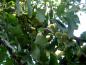 Preview: Im Herbst reifen die Früchte des Ginkgo biloba heran.