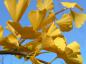 Preview: Leuchtend gelbes Herbstlaub des Ginkgo biloba