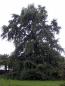 Preview: Alter Ginkgobaum im Botanischen Garten Leiden. Er wurde wahrscheinlich 1785 gepflanzt.
