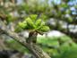 Preview: Blütenknospen des Ginkgo biloba