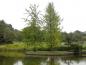 Preview: Ginkgo als solitärer Baum im Botanischen Garten Hamburg