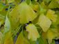 Preview: Gelbes Herbstlaub vom Ginkgo biloba
