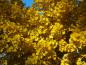 Preview: Leuchtend gelbe Ginkgo-Blätter im Herbst