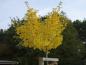 Preview: Kugel-Ginkgobaum - Gelbfärbung im Herbst