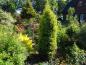 Juniperus communis gold cone