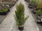 Preview: Juniperus chinensis Spartan (Aufnahme März 2018)