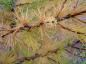 Preview: Beginnende Herbstfärbung bei Larix leptolepis