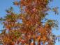Preview: Metasequoia glyptostroboides mit Herbstlaub, aufgenommen Anfang November