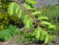 Preview: Austrieb von Metasequoia glyptostroboides im Mai