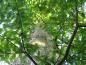 Preview: Hellgrüne Nadeln des Urweltmammutbaums